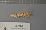 Click for 1 image(s) for this accession. Spike